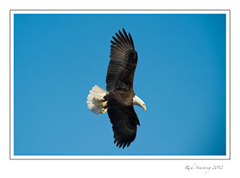 eagle-in-flight-6-frm.jpg
