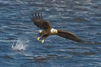 eagle-in-flight-7-frm.jpg