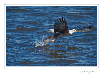 eagle-n-fish-1.jpg