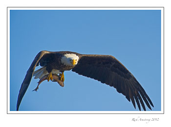 eagle-n-fish-2frm.jpg