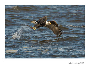 eagle-n-fish-3-frm.jpg