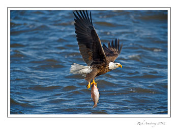 eagle-n-fish-5-frm.jpg