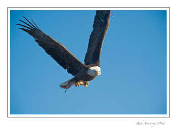 eagle-n-fish-8-frm.jpg