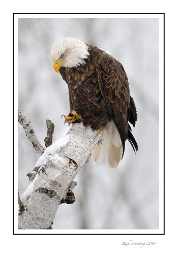 eagle-on-birch-21-frm.jpg