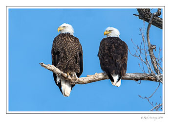 eagle-pair-1-copy.jpg