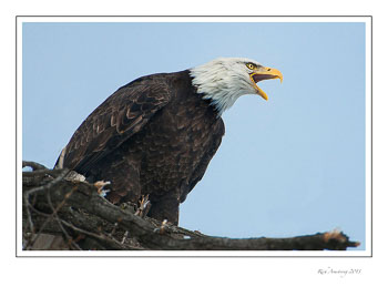 eagle-screaming-1-frm.jpg