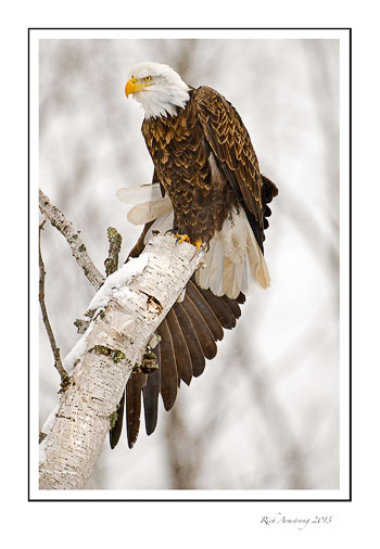 eagle-with-wing-stretch-frm.jpg
