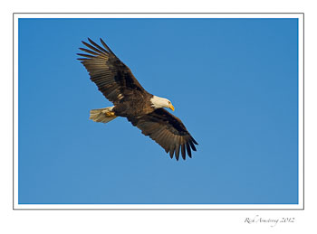 eahle-in-flight-2-frm.jpg