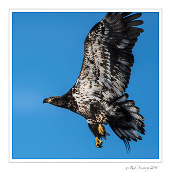 immature-bald-eagle-6-copy.jpg