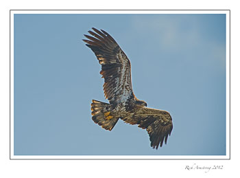 immature-eagle-5-frm.jpg