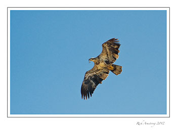immature-eagle-with-fish-frm.jpg