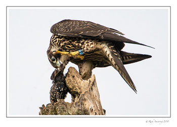 perigrine-falcon-5.jpg