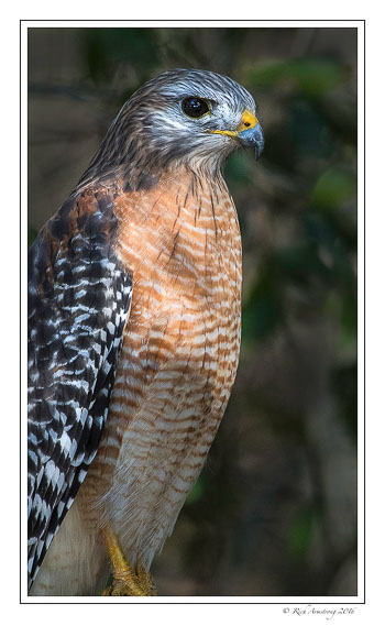 red-shouldered-hawk-2-copy.jpg