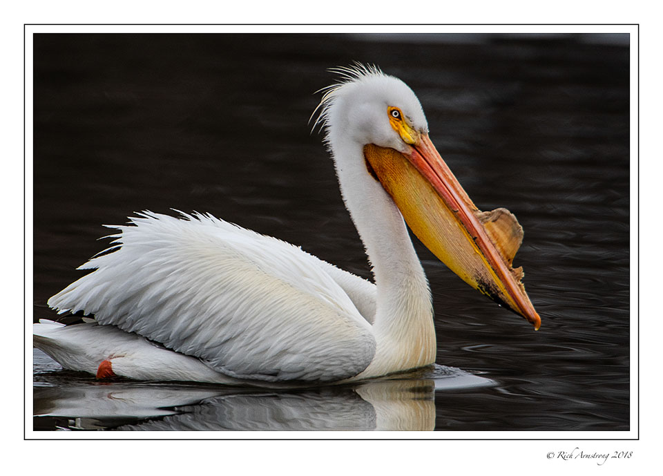 American-White-Pelican-5.jpg