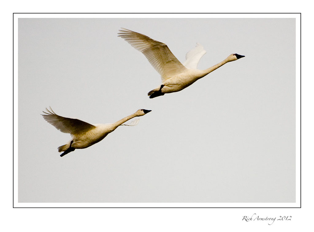 Swans-3-frm.jpg