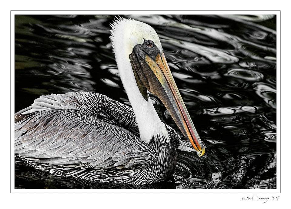 brown-pelican-1-copy-2.jpg