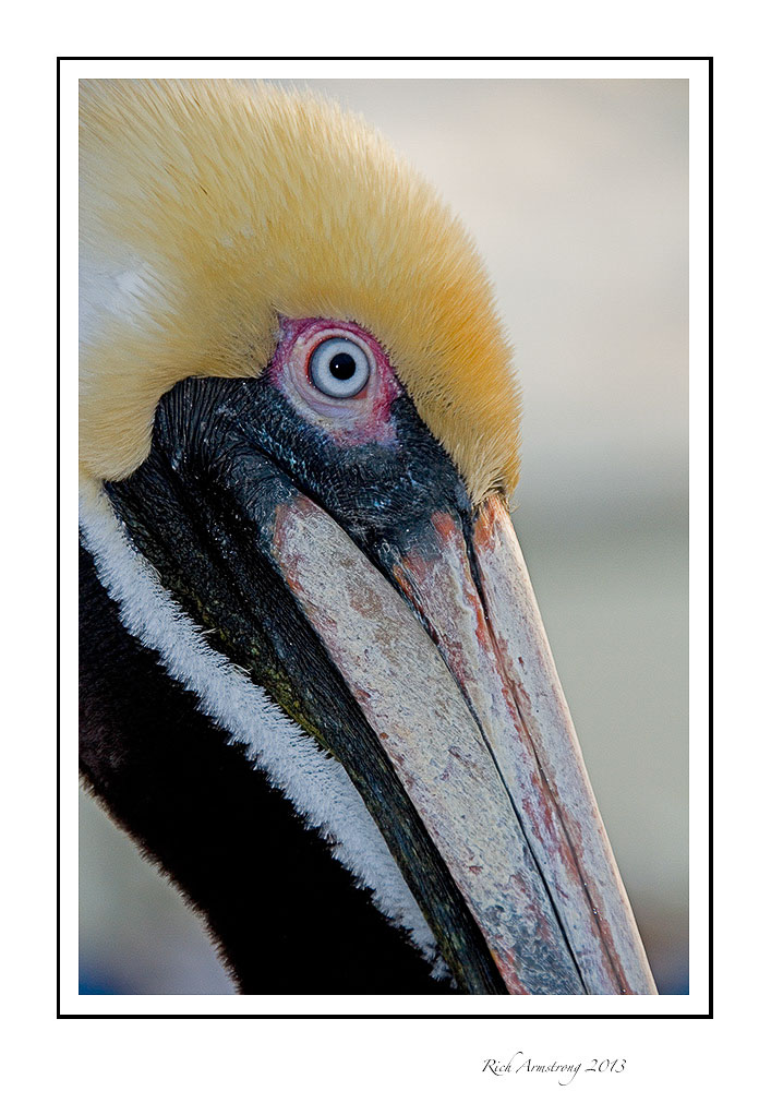 brwn-pelican-4-frm.jpg