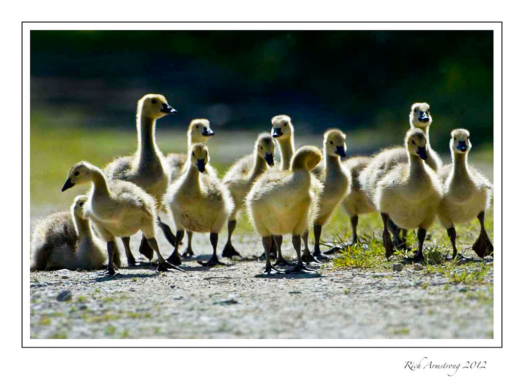 goose-chicks.jpg