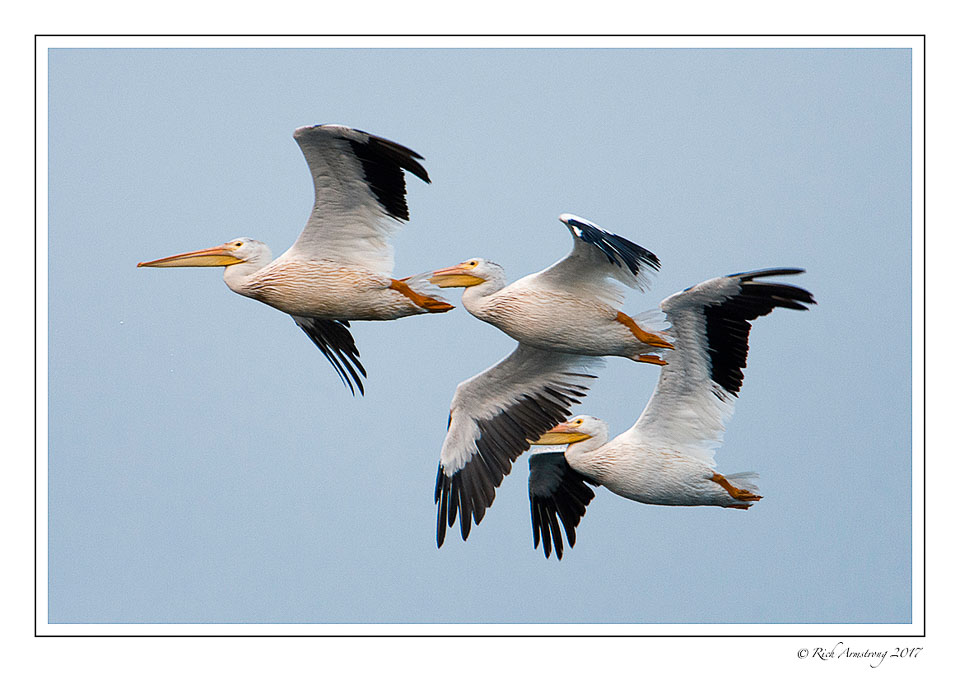 pelicans-1-copy-2.jpg