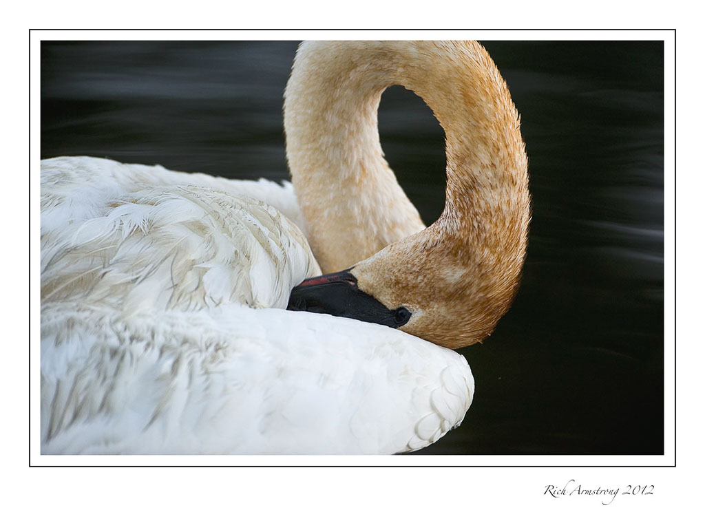 swan-9.jpg