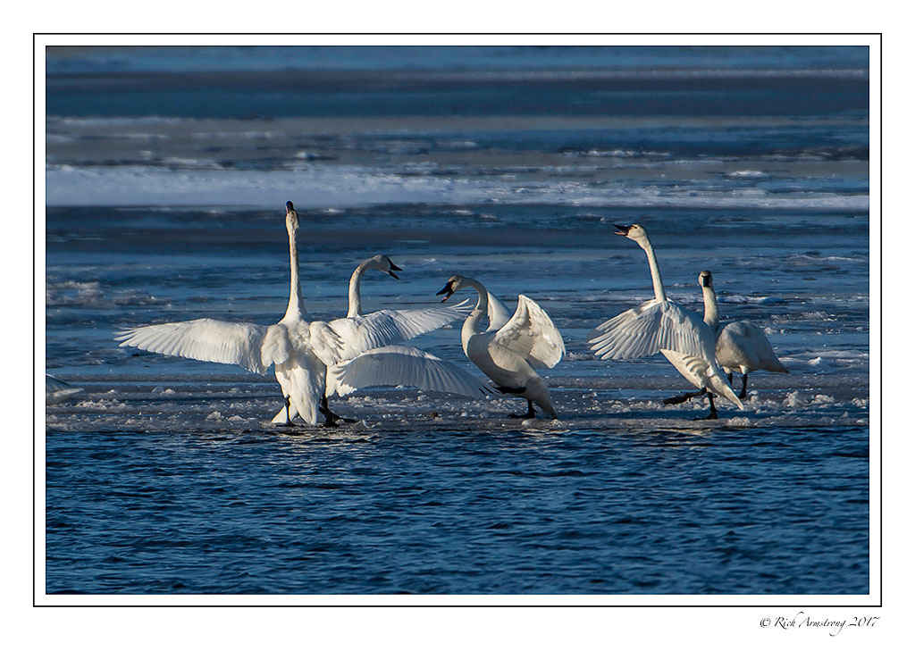 swans-4-copy.jpg