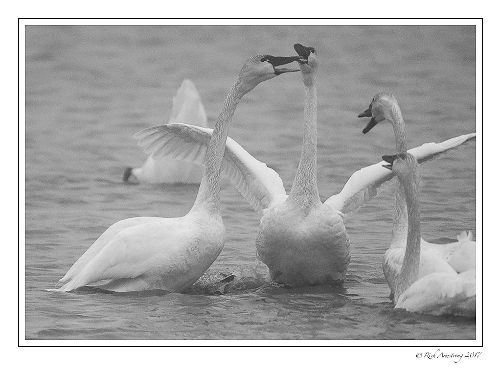 swans-fighting-bnw.jpg