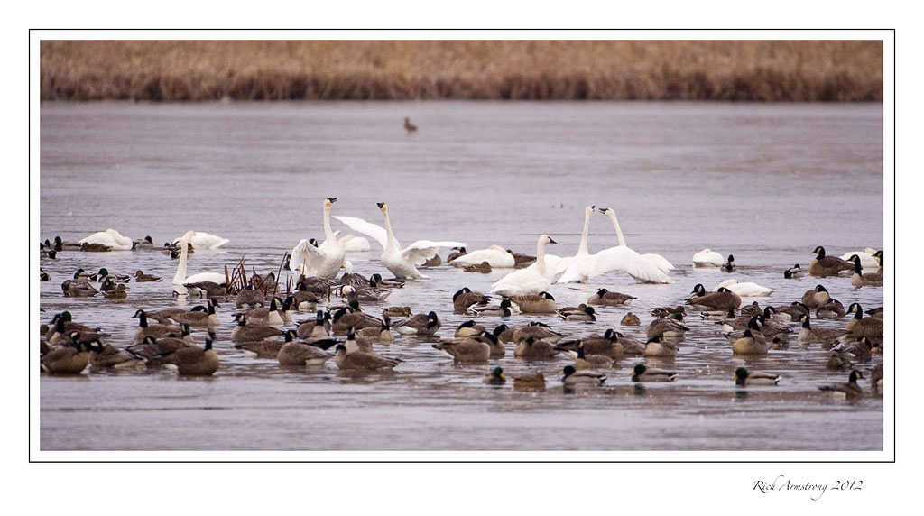swans-geese-1.jpg