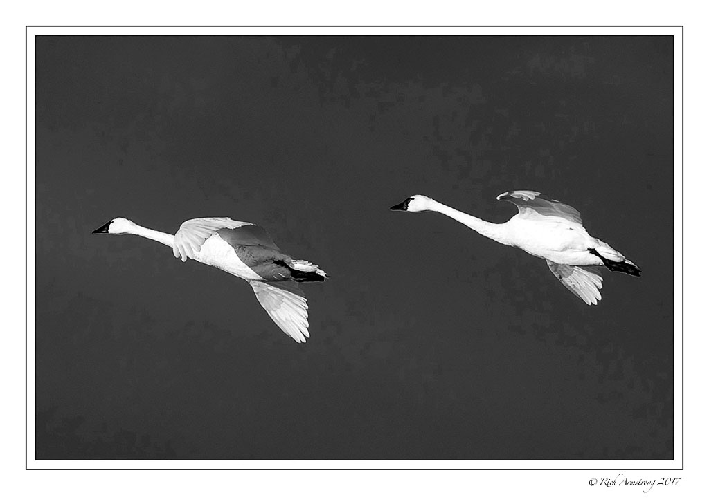 swans-in-flight-2-bnw.jpg