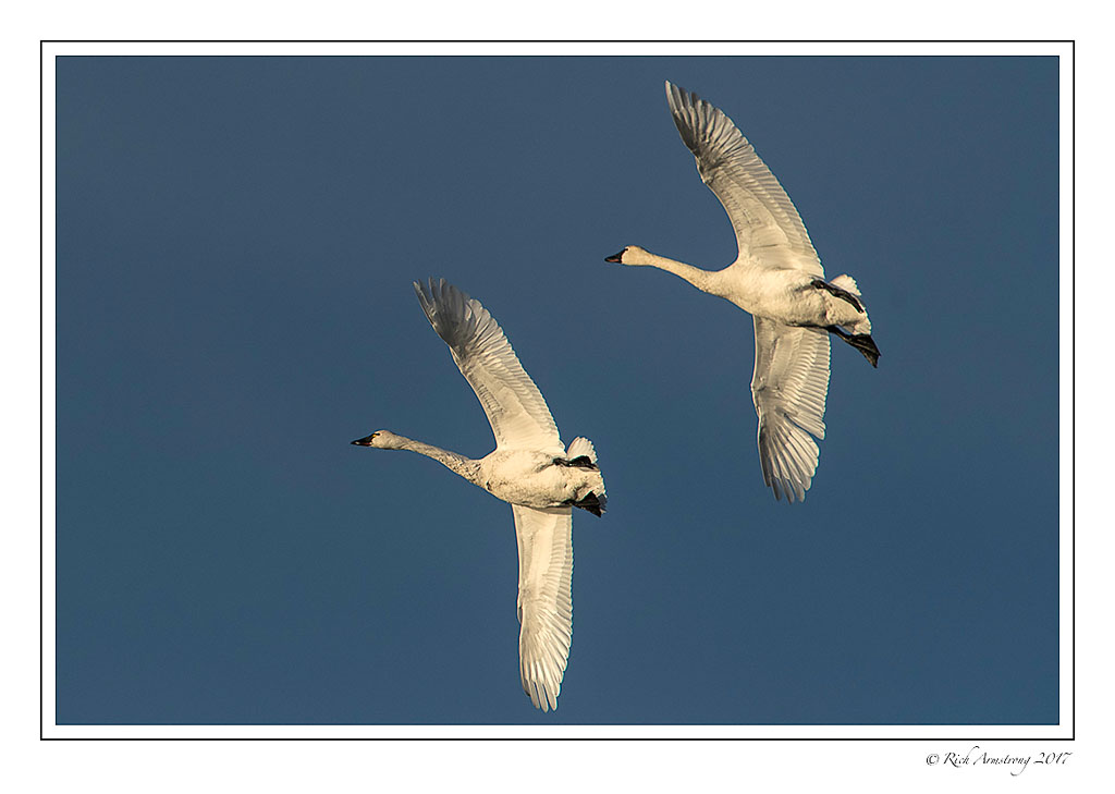 swans-in-flight-4-copy.jpg