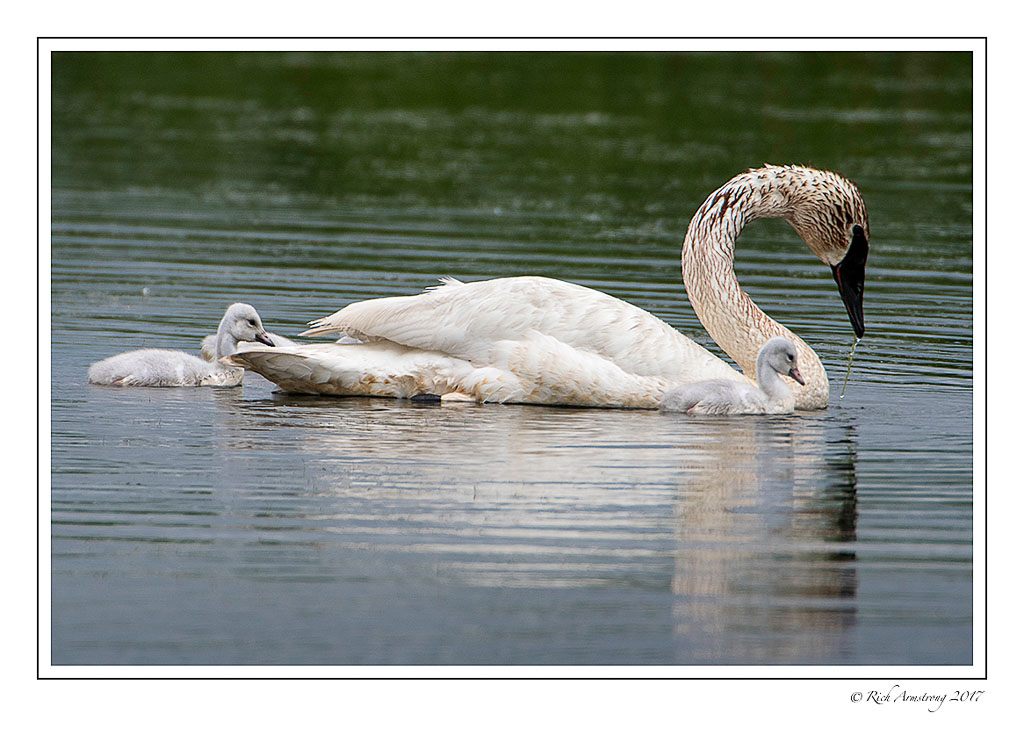 trumpeter-swans-3-copy.jpg