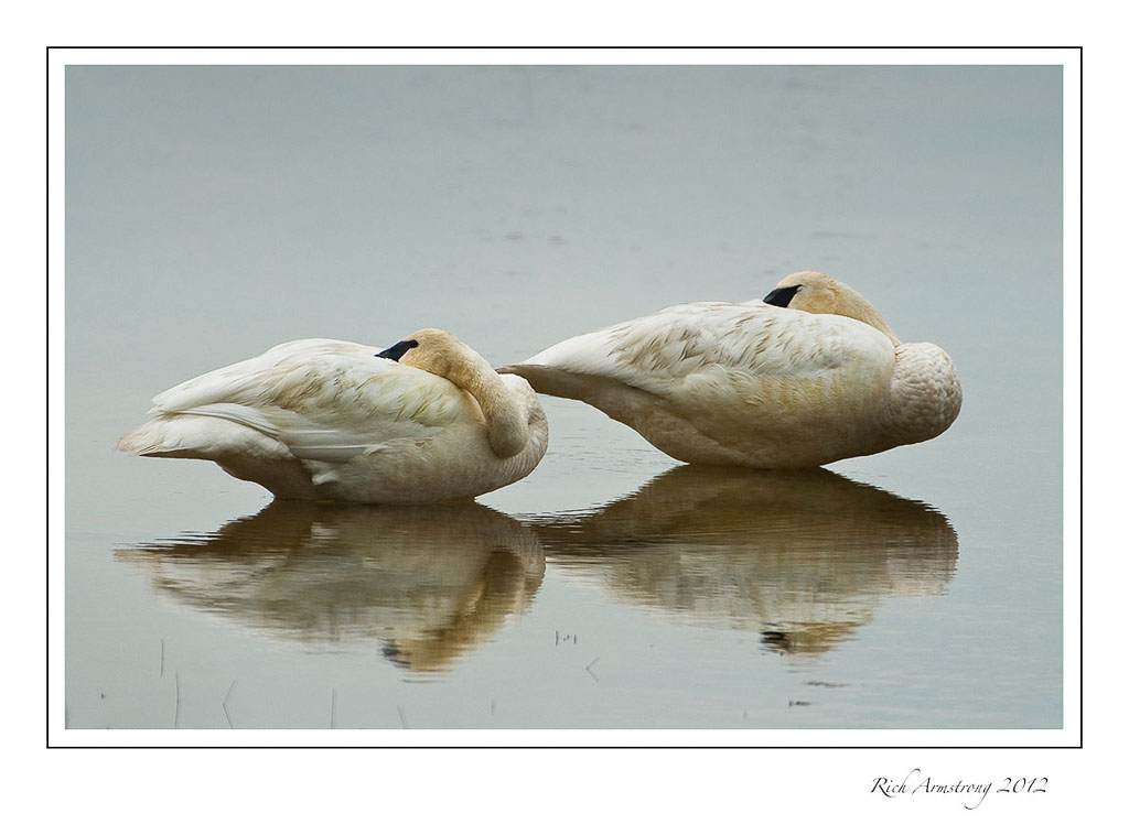 trumpeter-swans-3-frn.jpg