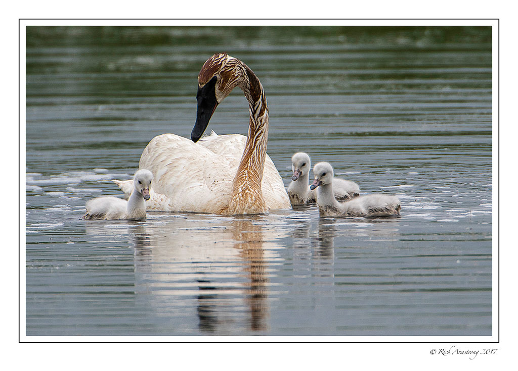 trumpeter-swans-6-copy.jpg