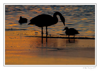 Swan-n-duck-sillouette-copy.jpg