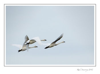 Swans-9.jpg
