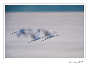 bluured-whoopers-frm.jpg