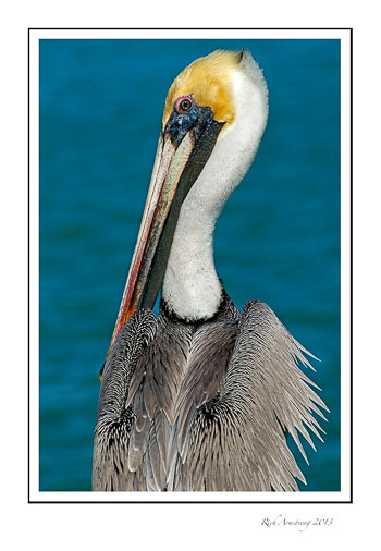 brwn-pelican-5frm.jpg