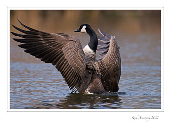 canada-goose-2-frm.jpg