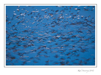 cranes-geese-1-blur-frm.jpg
