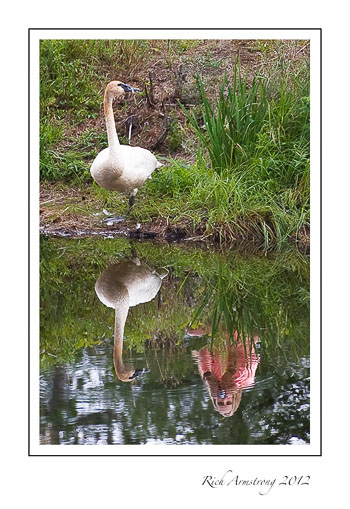 girl-with-swan-3-frm.jpg
