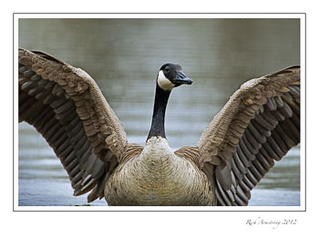 goose-1-frm.jpg
