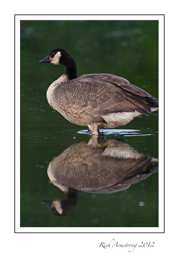 goose-2-copy.jpg