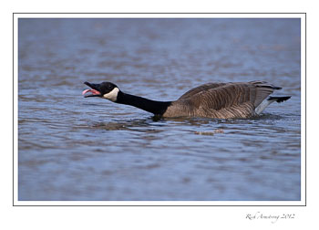 goose-3.jpg
