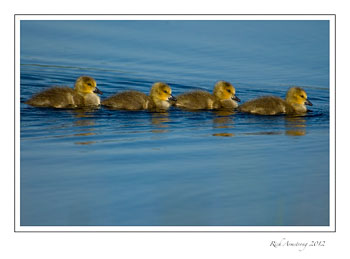 gosslings-in-a-row--1-frm.jpg