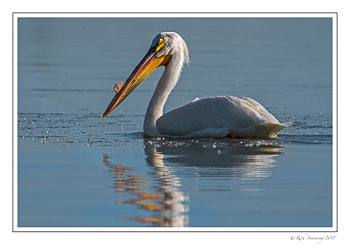 pelican-1-copy.jpg