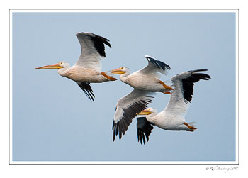 pelicans-1-copy-2.jpg