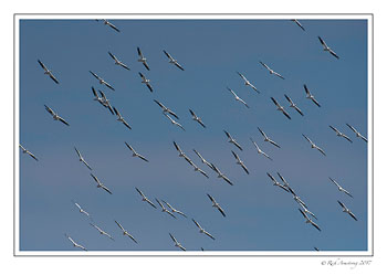 pelicans-1-copy.jpg