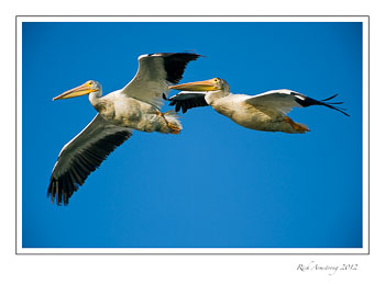 pelicans-1-frm.jpg