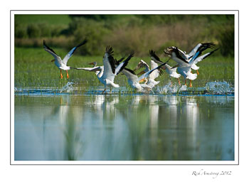 pelicans-3-frm.jpg