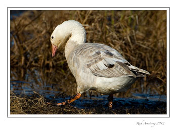 snow-goose-1-frm.jpg