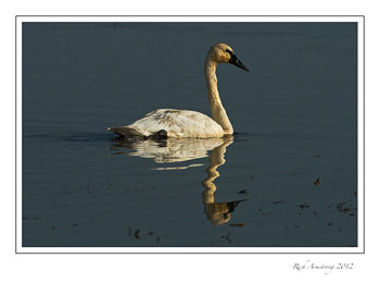swan-1A.jpg